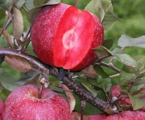 Яблоня красномясая Байя Мариса ранне-позднего срока созревания