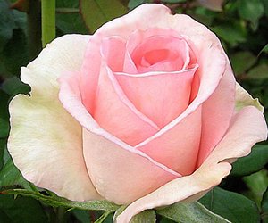 {:ru}Роза чайно-гибридная Вивальди, 15-25 см{:}{:ua}Троянда чайно-гібридна Вівальді, 15-25 см{:}