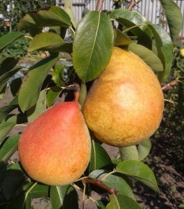 Груша Маргарита Мариля