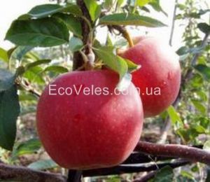 Яблуня "Гала"