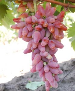 Саженцы винограда «Оригинал», 2-х летние