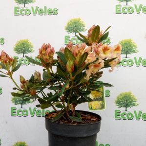 Рододендрон Elsie Straver, высота 40-45 см