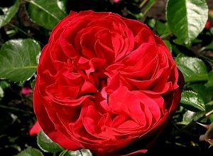 {:ru}Роза парковая "Ред Эден Роуз"{:}{:ua}Троянда паркова "Ред Еден Роуз"{:}