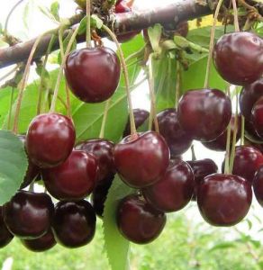 Вишня "Подбельська"