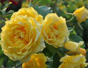 {:ru}Роза плетистая "Family Yellow"{:}{:ua}Троянда плетиста "Family Yellow"{:}