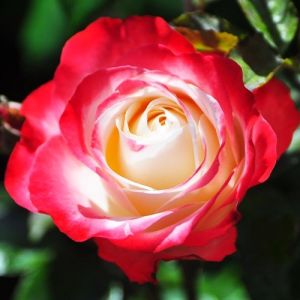 Роза чайно-гибридная «Ностальгия»