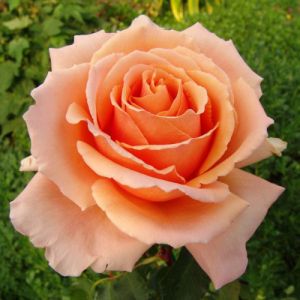{:ru}Роза чайно-гибридная "Примадонна"{:}{:ua}Троянда чайно-гібридна "Примадонна"{:}