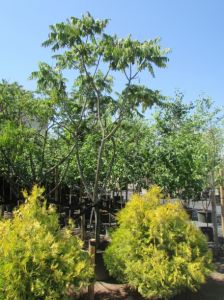 Уксусное дерево (Сумах) 300-400 см