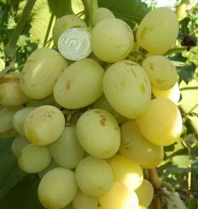 Саженцы винограда «Богатяновский», 2-х летние