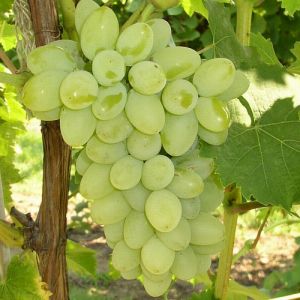 Саженцы винограда «Галбена Ноу», 2-х летние