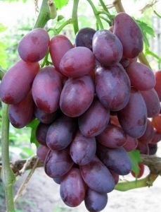 Саженцы винограда "Изюминка", 2-х летние
