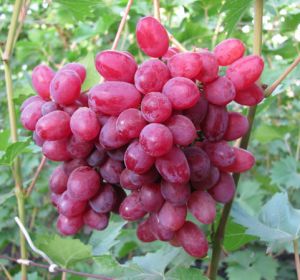 Саженцы винограда «Кишмиш Велес», 2-х летние