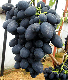 Саженцы винограда «Кодрянка», 2-х летние