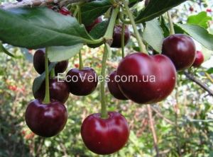 Вишня "Володимирська" (контейнер)