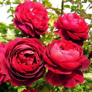 Роза почвопокровная «Морсдаг Ред»