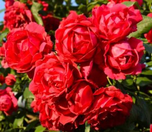 роза почвопокровна скарлет мейландекор фото