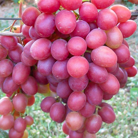 Саженцы винограда «Анюта», 2-х летние