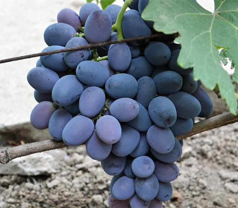 Саженцы винограда «Фуршетный», 2-х летние