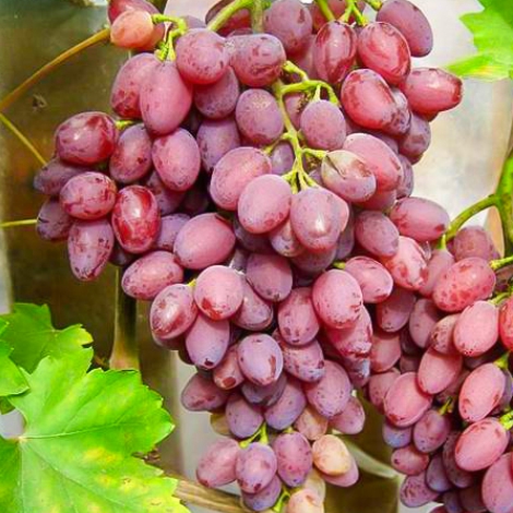 Саженцы винограда «Кишмиш Лучистый», 2-х летние
