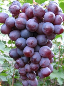 виноград Низина, фото