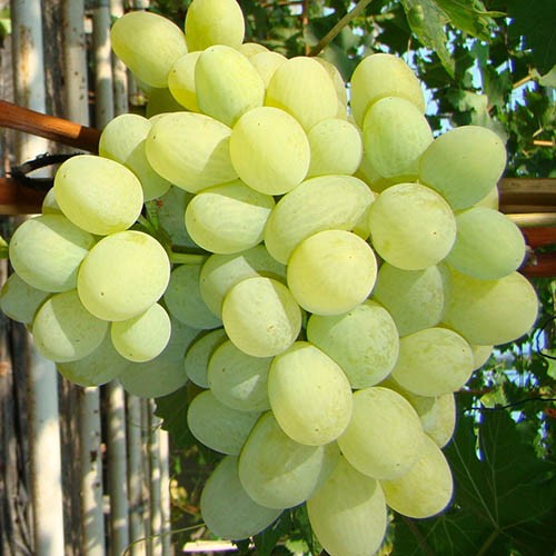 Саженцы винограда «Подарок Запорожью», 2-х летние
