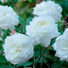 Роза штамбовая Белая Сенсация