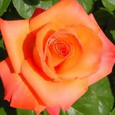 Роза штамбовая Луи де Фюнес фото