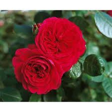 Роза штамбовая Red Meilove (Ред Мейлав) фото