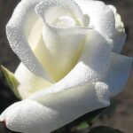 Троянда флорібунда "Єллоу Мейлав"