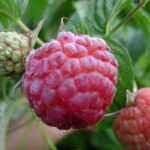 Серка гранулированная (подкисление грунта)