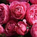 Роза штамбовая Свони