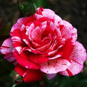 Роза чайно-гибридная Папагено фото