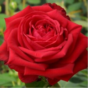 Роза чайно-гибридная Софи Лорен фото