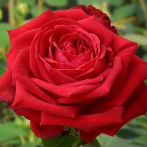 Роза чайно-гибридная Софи Лорен