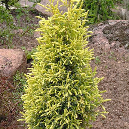 Можжевельник обыкновенный «Голд Кон» (Gold Cone), 80-100 см
