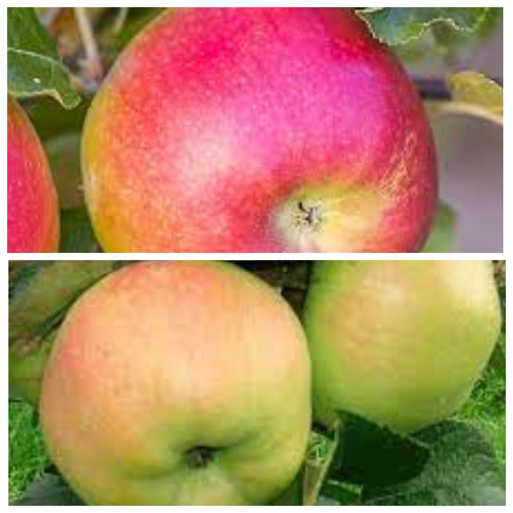 Яблоня сад Лигол + Пепинка золотистая 5-6 лет