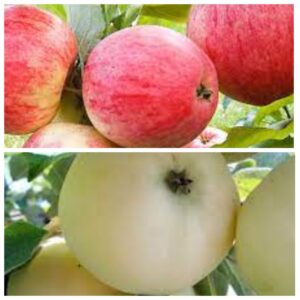 Яблоня сад Мельба + Белый Налив фото