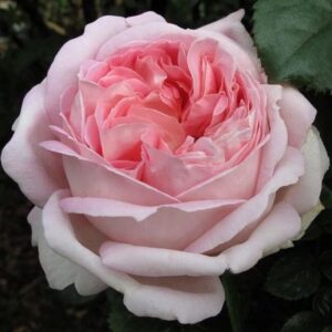 Роза чайно-гибридная мириам, фото