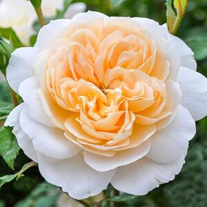 роза английская Крокус Роуз