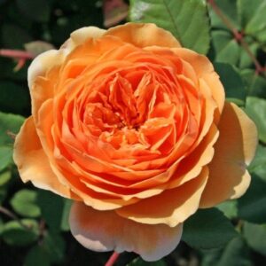 роза английская Пэт Остин