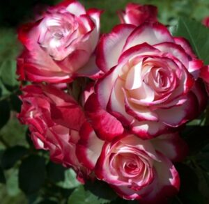 роза флорибунда юбилей принца монако, фото