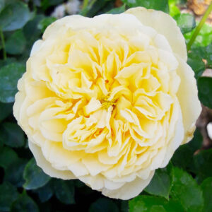роза флорибунда Лемон Ваза фото