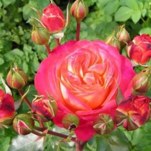 роза флорибунда мидсаммер