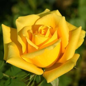 роза штамбовая Ландора