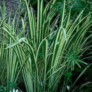 Аир обыкновенный Variegatus фото